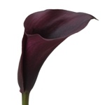 Photo:  ahlia Burgundy Black Flower 